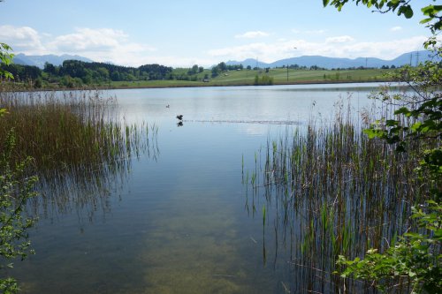 Blick au den Froschhausener See